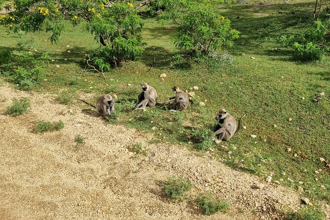 Udawalawa National Park Day Tour - Cancellation and weather details