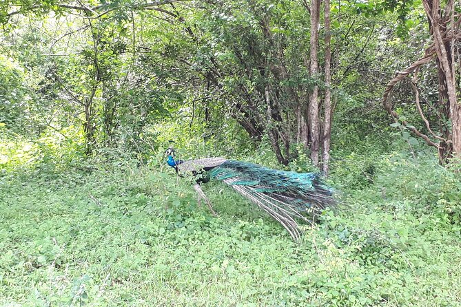 Udawalawa National Park Day Tour - Should you book this Udawalawe day tour?