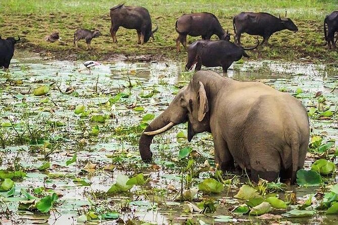 Udawalawa National Park Day Tour - Six hours inside the national park