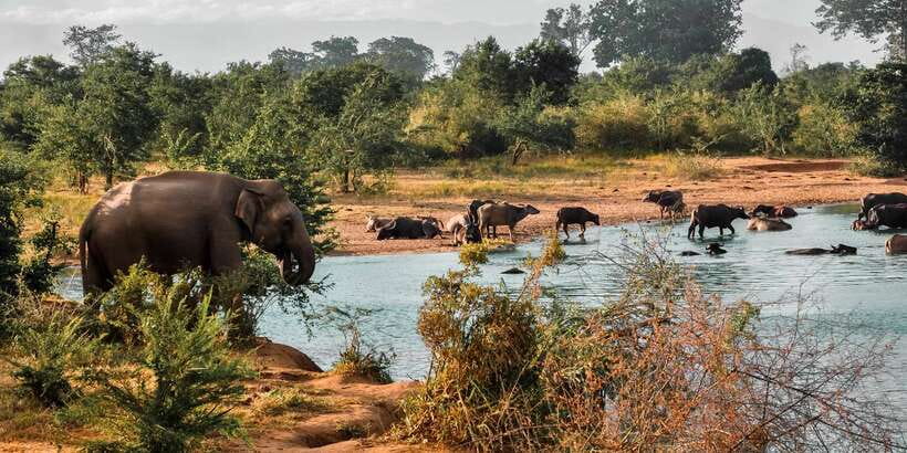 Udawalawa National Park: Private Safari - A respectful guide can shape the whole safari