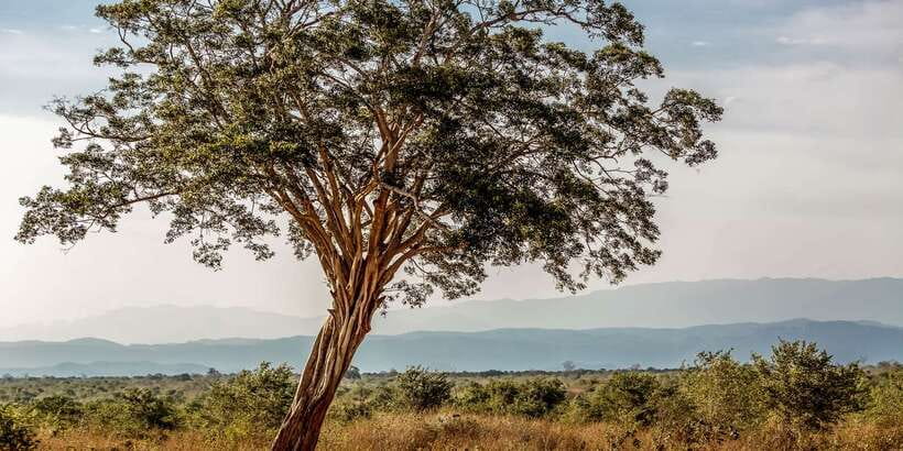 Udawalawa National Park: Private Safari - The park’s size gives the ride its character