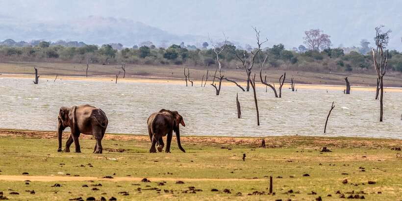 Udawalawa National Park: Private Safari - Price, extra costs, and what you get