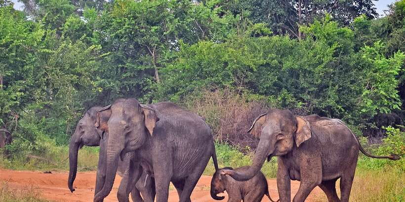 Udawalawa National Park: Private Safari - Morning or afternoon: choosing your timing