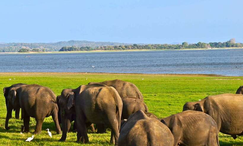 Udawalawa National Park Safari Tour with Experienced Guides - The shared jeep and the view from your seat