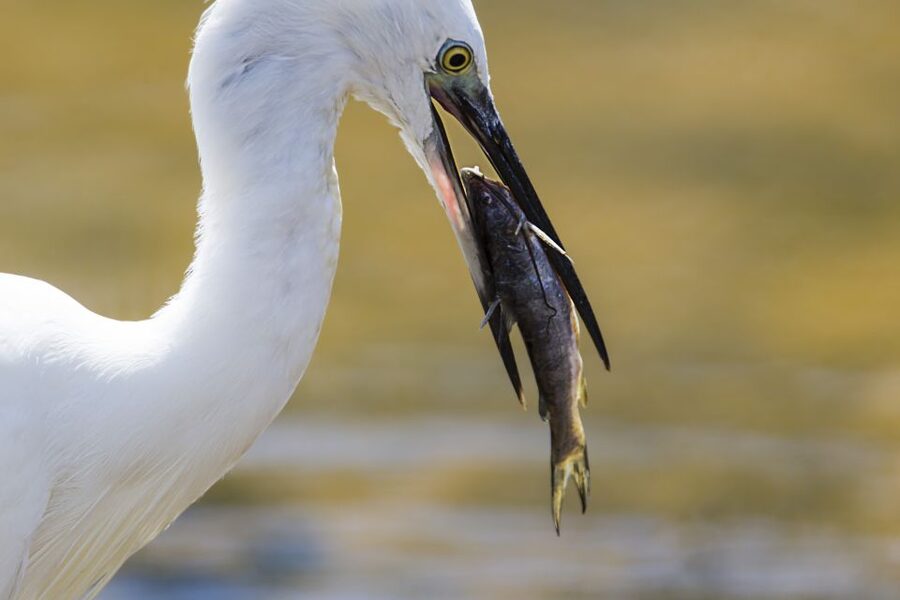 Udawalawa National Park Safari Tour with Experienced Guides - What the price really includes
