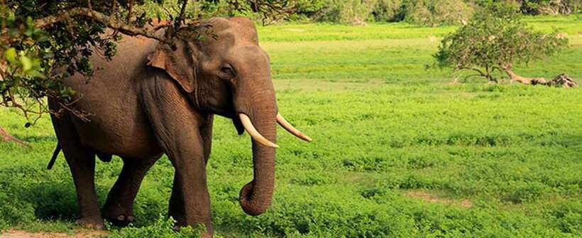 Udawalawa National Park Safari Tour with Experienced Guides - Useful expectations for your visit