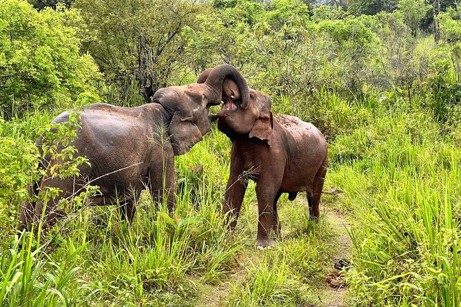 Udawalawa National Park Safari trip from Hikkaduwa/Galle/Weligama - What the $48 price really covers
