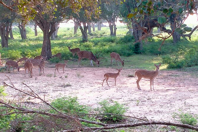 Udawalawa National Park Safari trip from Hikkaduwa/Galle/Weligama - How to prepare for the safari