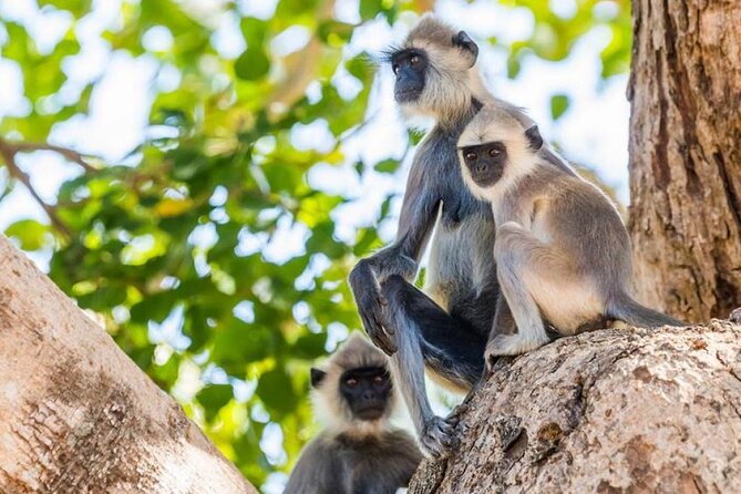 Udawalawa Safari Drive From Galle, Weligama, Mirissa & Dickwella - What the $80 price really covers