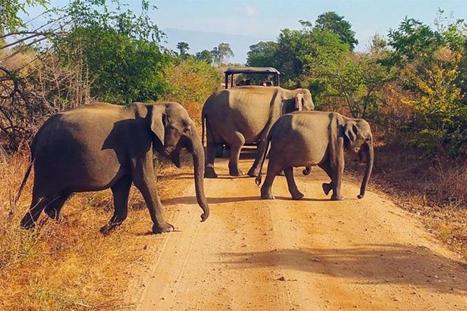Udawalawa Safari Drive From Galle, Weligama, Mirissa & Dickwella - The return journey and what the eight hours mean