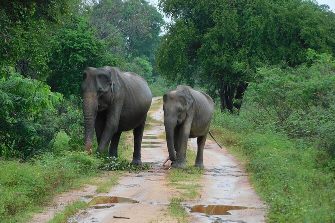 Udawalawa Safari & Elephants Orphanage Tour from Hambantota port - The real attraction: wild elephants near Udawalawe