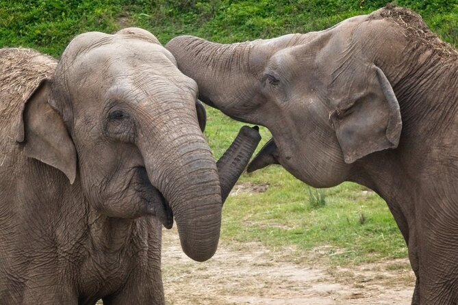 Udawalawa Safari & Elephants Orphanage Tour from Hambantota port - The Elephant Transit Home and feeding time