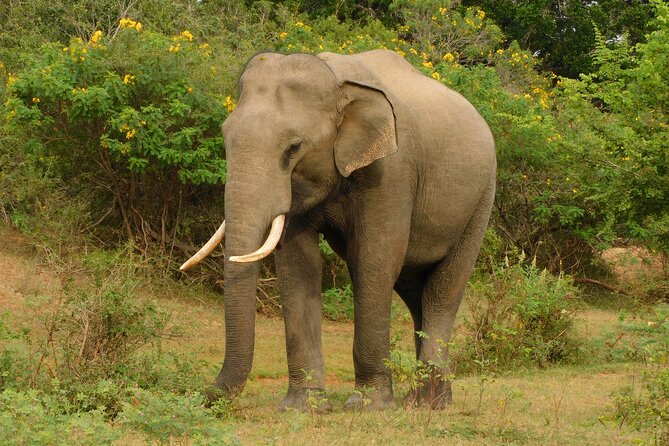 Udawalawa Safari & Elephants Orphanage Tour from Hambantota port - Who should book this Udawalawe day trip?