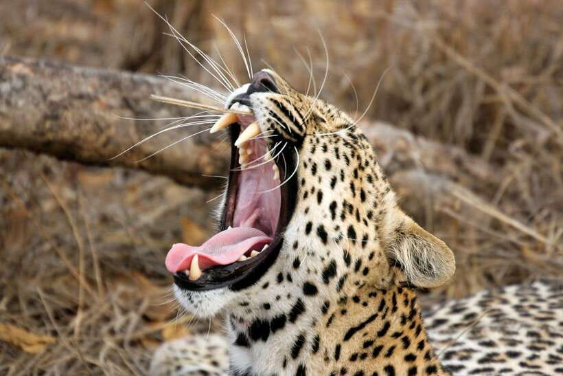 UDAWALAWA SAFARI TOUR from HAMBANTOTA PORT (Shore Excursion) - Small details that can affect the day