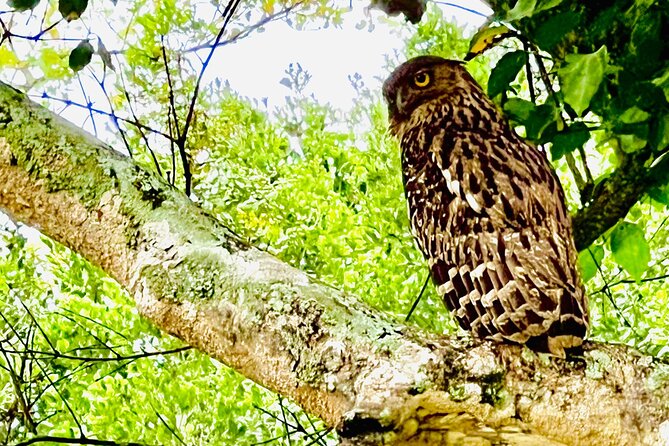 Udawalawa Wild Life Safari - Is $25 good value?