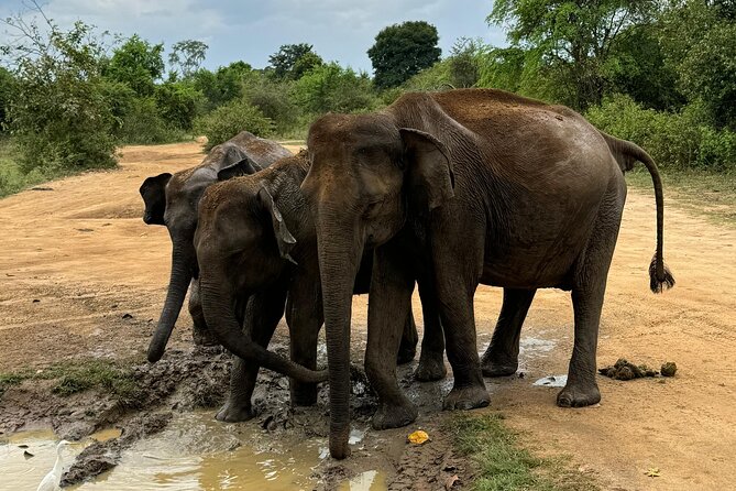 Udawalawa Wild Life Safari - Communication and guide quality