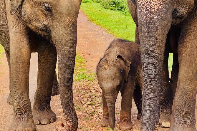 Udawalawa Wild Life Safari - A private safari vehicle keeps the outing personal