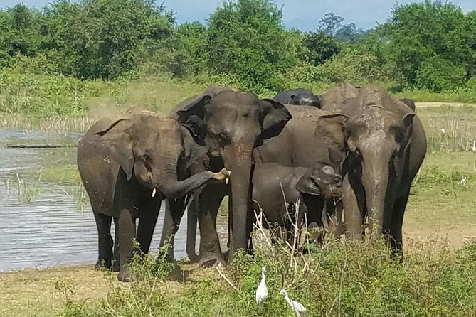 Udawalawe Elephant Safari: 3h Jeep Adventure (All Inclusive) - The Elephant Transit Home Feeding Session