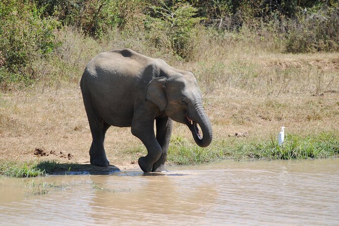Udawalawe Elephant Safari: 3h Jeep Adventure (All Inclusive) - What Is Included for the $172 Price