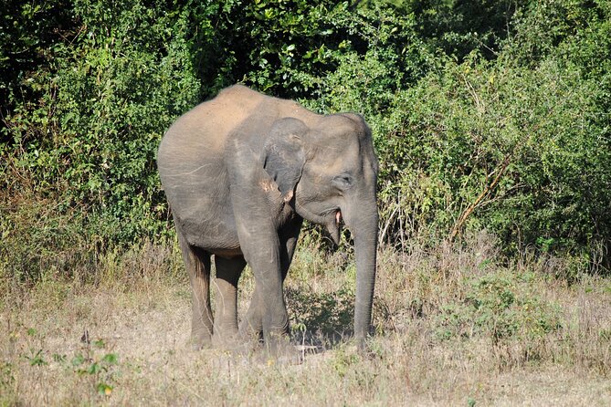 Udawalawe Elephant Safari: 3h Jeep Adventure (All Inclusive) - Who Will Get the Most From This Day