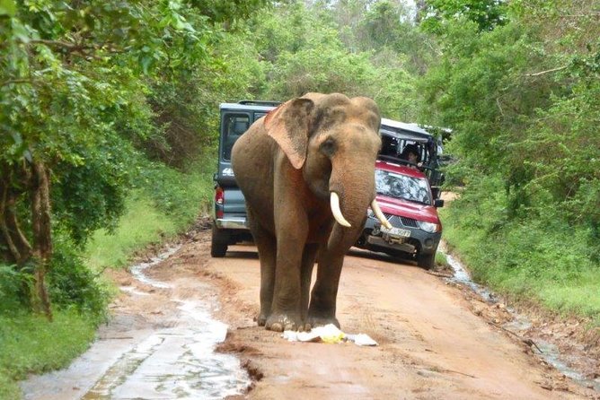 Udawalawe Elephant Safari: 3h Jeep Adventure (All Inclusive) - Practical Details Before You Book