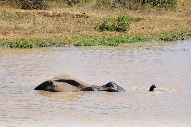 Udawalawe Elephant Safari: 3h Jeep Adventure (All Inclusive) - Should You Book the Udawalawe Safari?