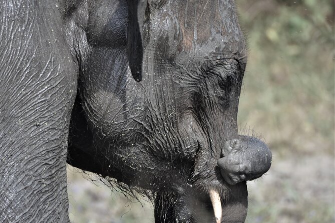 Udawalawe Elephant Safari: 3h Jeep Adventure (All Inclusive) - FAQ