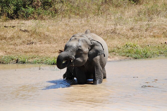 Udawalawe Elephant Safari: 3h Jeep Adventure (All Inclusive) - Why the Open Park Setting Helps