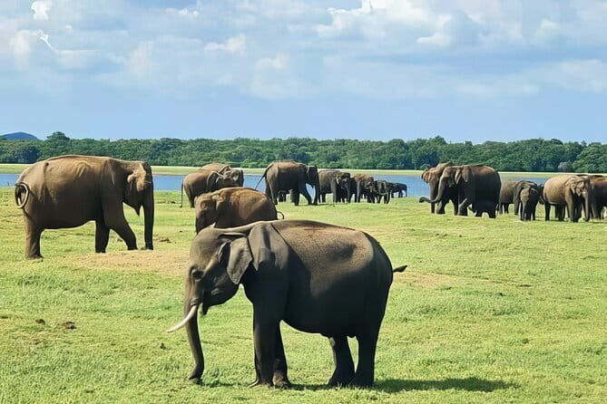 Udawalawe Elephant Safari and Orphanage Tour Shore Excursions - Key points to know before booking