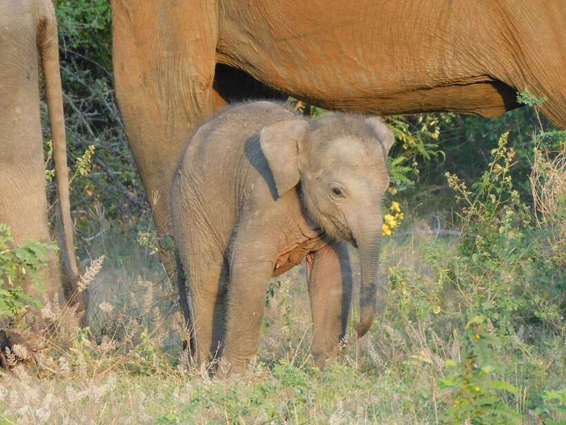 Udawalawe Elephants Safari Tour from Hambantota port - Key details before you book