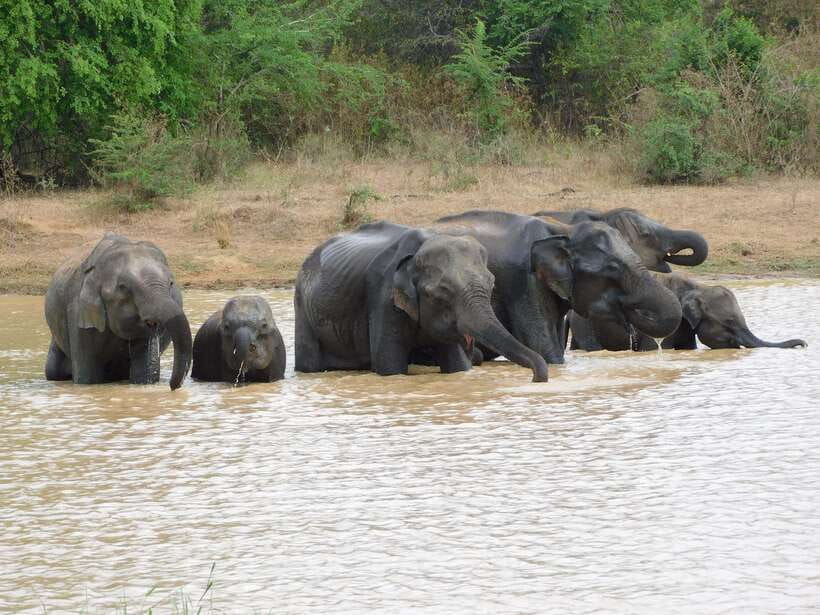 Udawalawe Elephants Safari Tour from Hambantota port - Why Udawalawe works so well for an elephant safari