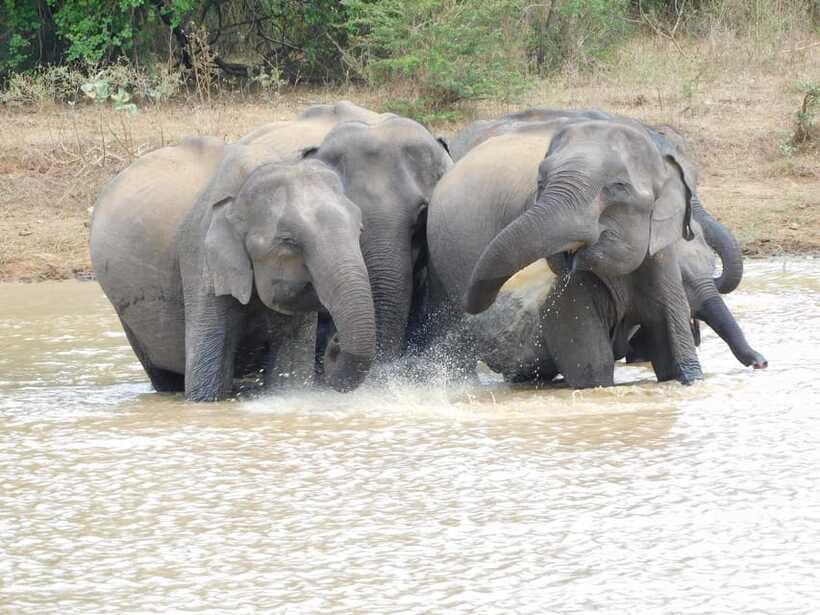 Udawalawe Elephants Safari Tour from Hambantota port - What the $65 price really covers