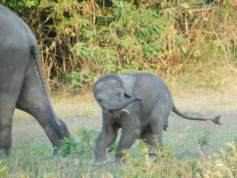 Udawalawe Elephants Safari Tour from Hambantota port - Comfort, group size, and timing