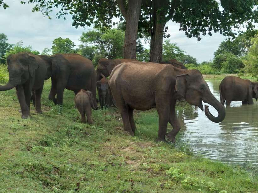 Udawalawe National Park: 4-Hour Safari Tour - Why Udawalawe works well for a short safari