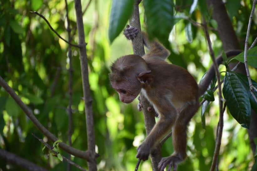 Udawalawe National Park: 4-Hour Safari Tour - Forest, grassland, and wetland views