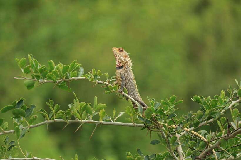 Udawalawe National Park: 4-Hour Safari Tour - Leopards, jungle cats, and the luck factor