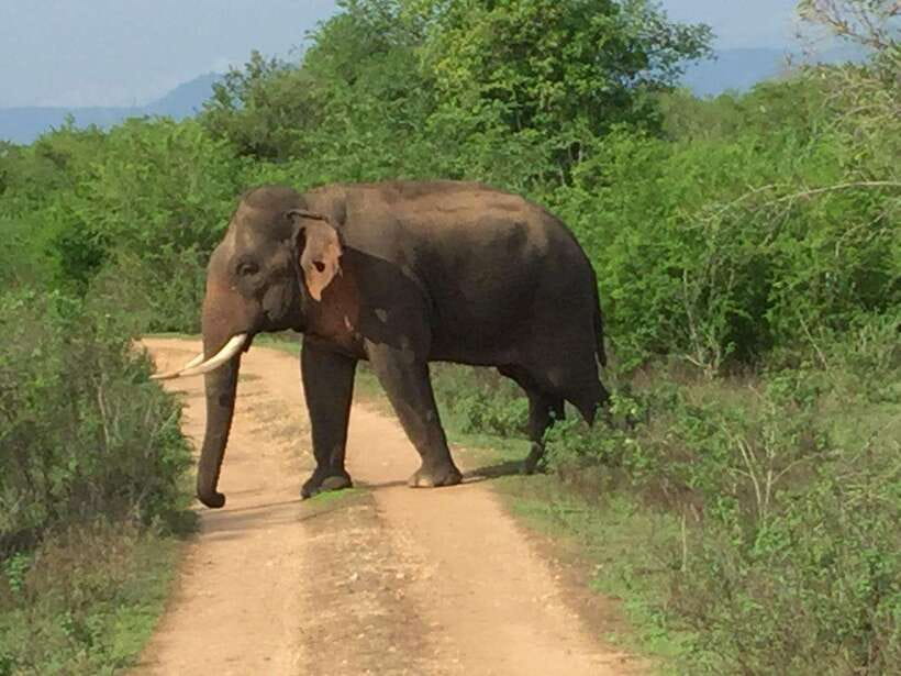 Udawalawe National Park: 4-Hour Safari Tour - When this safari is a good fit