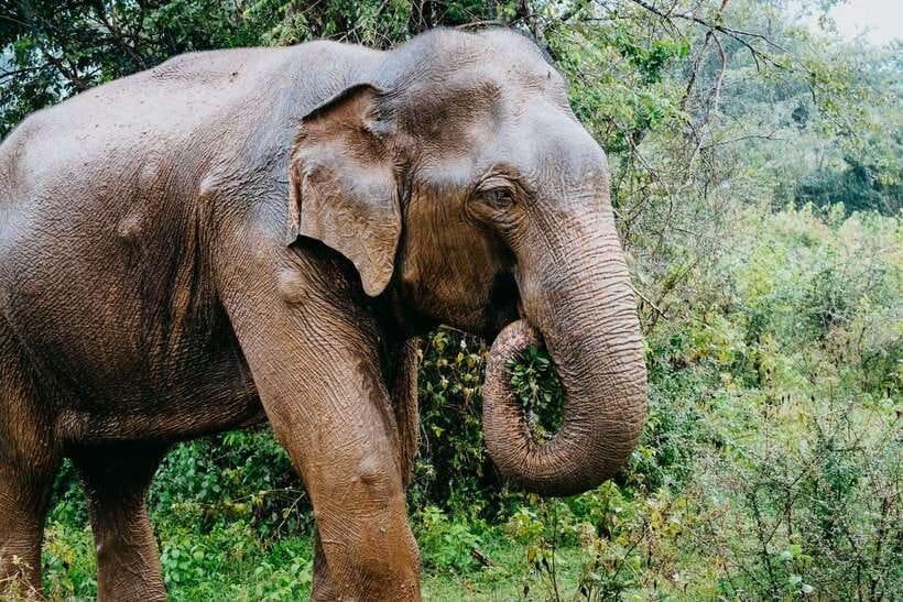 Udawalawe National Park: 4-Hour Safari Tour - Simple preparation for a better morning or afternoon