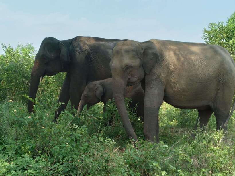 Udawalawe National Park: 4-Hour Safari Tour - Elephants, calves, and the best reason to go