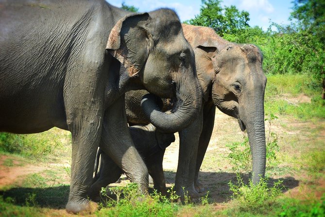 Udawalawe National Park 6-Hour Private Safari Tour - Six hours in Udawalawe, not a rushed park visit