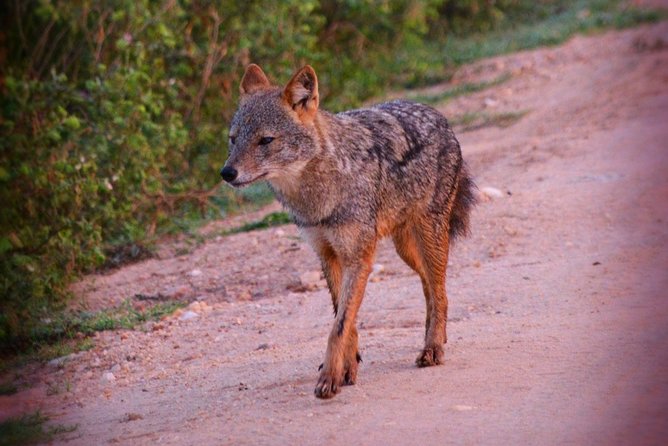 Udawalawe National Park 6-Hour Private Safari Tour - Why the private jeep matters