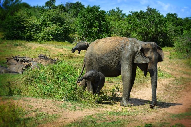 Udawalawe National Park 6-Hour Private Safari Tour - Is $55 a fair price?
