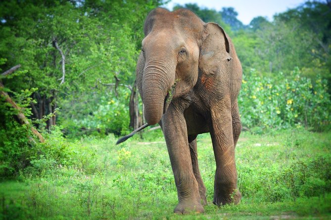 Udawalawe National Park 6-Hour Private Safari Tour - Who will enjoy this safari most?