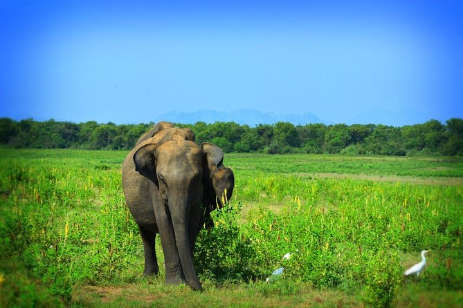 Udawalawe National Park 6-Hour Private Safari Tour - Practical booking advice for Udawalawe