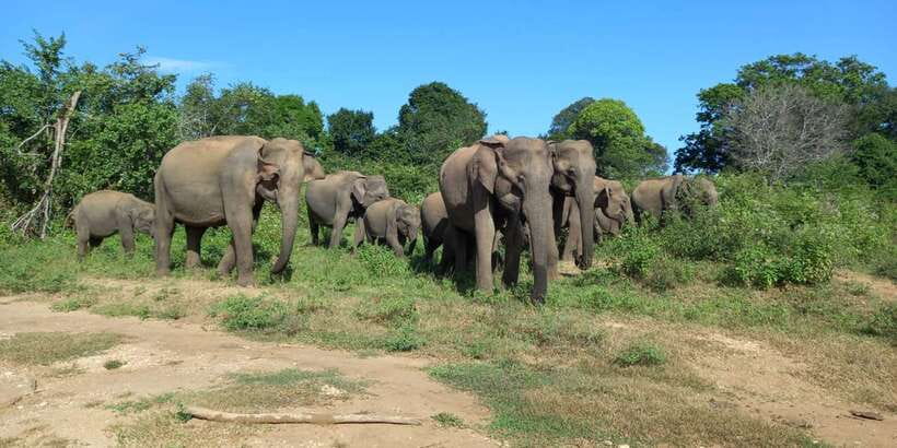 Udawalawe National Park - 7 Hours Private Safari tour - Seven hours gives you time to watch, not just spot
