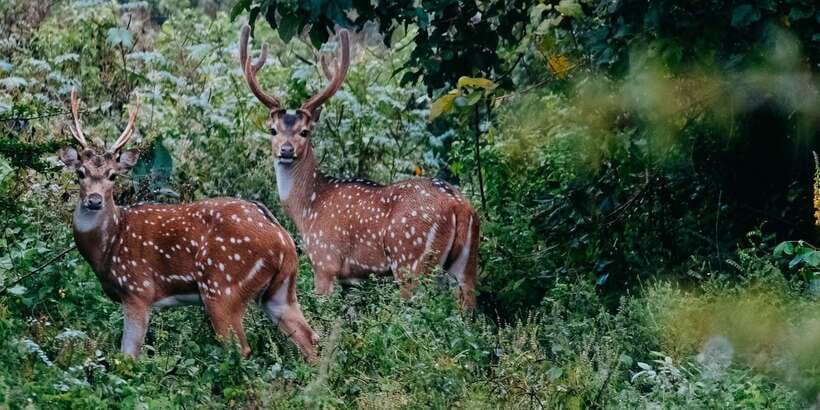 Udawalawe National Park - 7 Hours Private Safari tour - A possible seven-hour flow