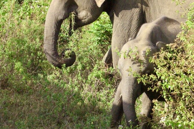 Udawalawe National Park Day trip - Three hours among Udawalawe’s elephants