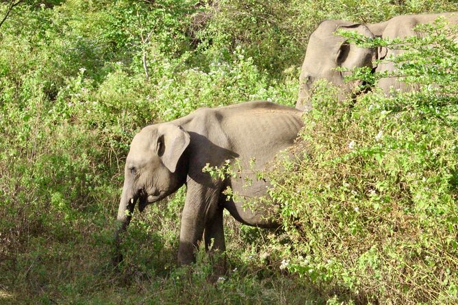 Udawalawe National Park Day trip - The Elephant Transit Home offers a different kind of wildlife stop