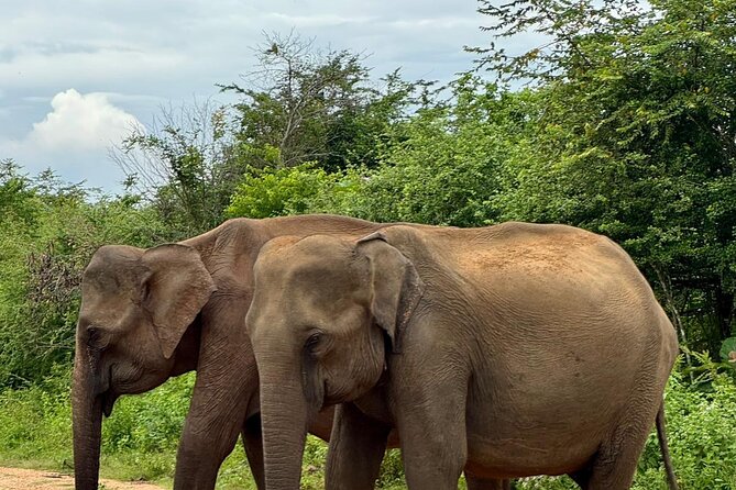 Udawalawe National Park Day trip - Practical details that make the day easier