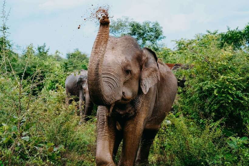 Udawalawe National Park: Elephant Safari with Expert Guide - Why Udawalawe is a strong elephant choice